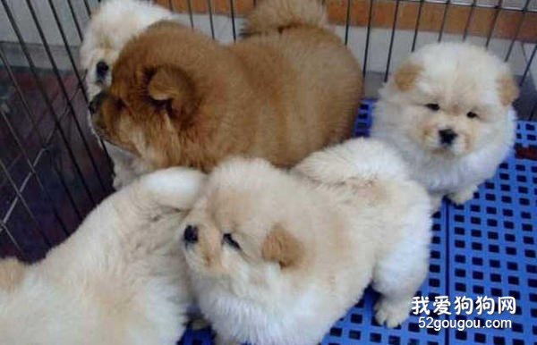 给松狮犬喂食