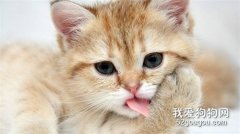 猫得了毛球症怎么办，猫咪毛球症怎么治