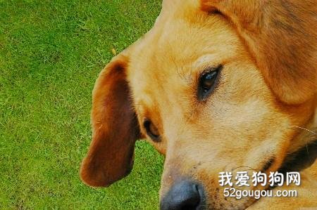 关于狂犬病的三大误区