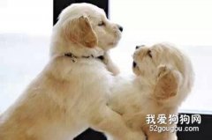 金毛幼犬的饲养技巧