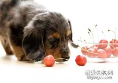 狗狗吃樱桃，狗狗吃了樱桃会怎么样？