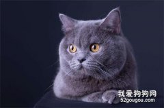 蓝猫拉肚子能自愈吗?