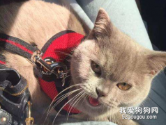 猫咪吐毛球是不是很痛苦，怎么帮助猫咪吐毛球?