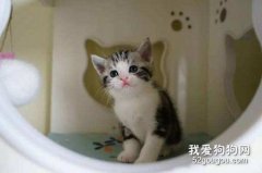 美短猫掉毛严重怎么办?美短掉毛问题