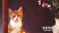 猫鼻支是两个眼睛肿吗?猫咪鼻支不打喷嚏眼睛肿