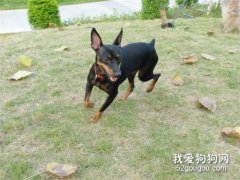 小鹿犬腿抽筋，小鹿犬老是抽筋为什么?