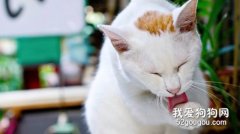 猫咪打了疫苗突然瘦了是怎么回事?