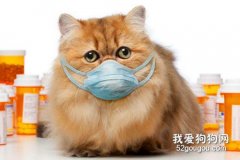猫咪感冒什么样子，猫咪感冒有什么表现症状?