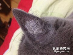 猫癣要天天上药吗?