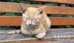 猫咪眼睛流泪有分泌物怎么办？