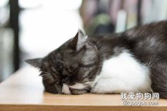 猫癣洗完药浴还用喷外用药吗?猫癣洗完药浴喷什么外用药