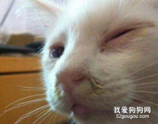 得过猫鼻支的母猫会传染给小猫吗?