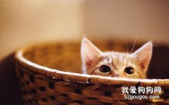 猫咪的口炎如何治疗？