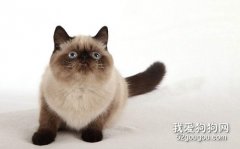 猫咪脸尖怎么发腮，猫咪如何发腮？