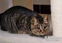 猫咪长猫癣身上一层硬痂怎么弄掉?