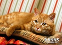 猫咪的泪痕怎么去除?