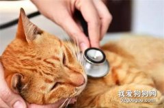 猫咪感冒精神不好不吃东西怎么办？