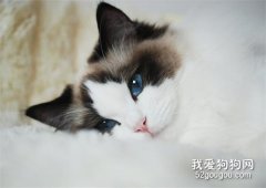 布偶猫感冒会传染吗?