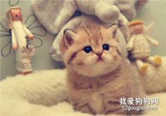 幼猫患猫鼻支能治好吗，幼猫鼻支吃什么食物好?