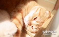 猫咪会季节性厌食吗，猫咪什么季节容易厌食?