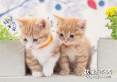 橘猫食欲差到新家不吃东西怎么办？