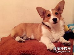 柯基掉毛是什么原因?