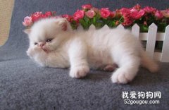 加菲猫拉稀可以喂食什么?