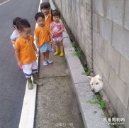 <b>狗是世界上最容易被卡住的生物，没有之一！</b>